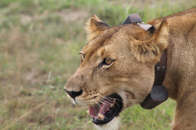 7-Day Wildlife Adventure Safari - Key points to know before booking