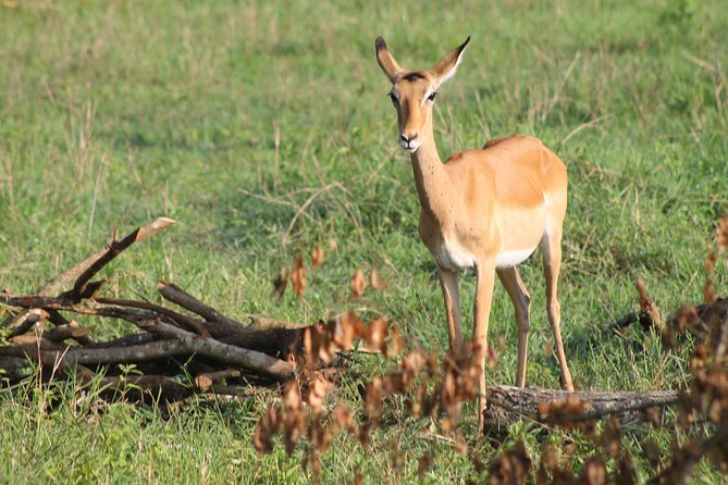 7-Day Wildlife Adventure Safari - Why this route feels different from a standard Uganda safari