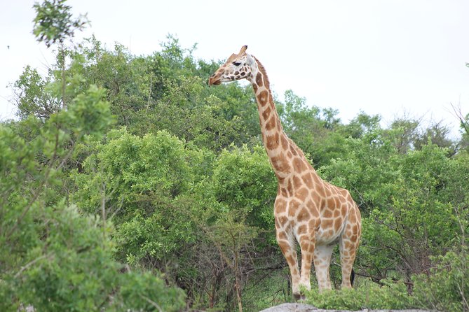 7-Day Wildlife Adventure Safari - Day 4: Narus Valley and Kanangorok Hot Springs