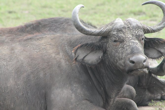 7-Day Wildlife Adventure Safari - Day 2: Sunrise, wildlife, and Karamajong culture