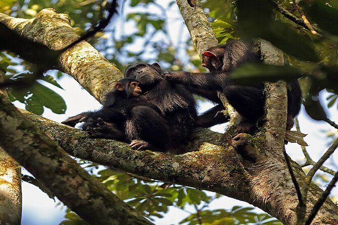 7 Days Flying Gorillas and Wildlife Safari Uganda Private Tour - Day 1: Forest primates and the Bigodi Wetlands