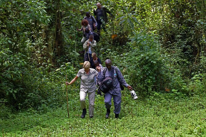 7 Days Flying Gorillas and Wildlife Safari Uganda Private Tour - Day 2: Six hours in Kibale searching for chimpanzees