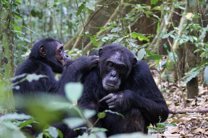 7 Days Fort Portal Culture Tour Western Uganda - Village Life, Dance, and Local Traditions