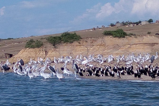 7 Days Fort Portal Culture Tour Western Uganda - Queen Elizabeth National Park by Game Drive and Boat