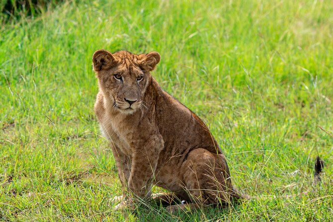 7 Days Gorilla and Chimpanzee safari in Uganda - Why This Route Works for a First Uganda Safari