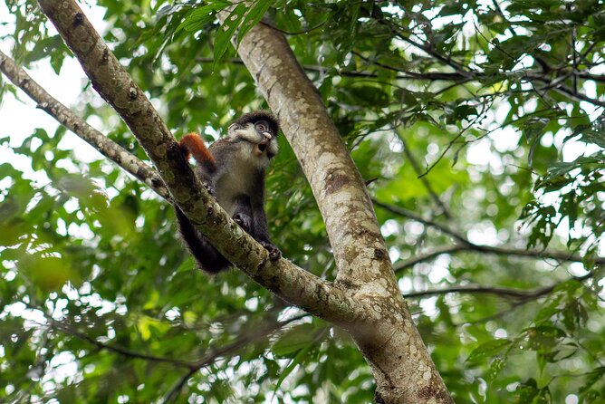 7 Days Gorilla and Chimpanzee safari in Uganda - Day 2: Bwindi Gorilla Trekking and Queen Elizabeth