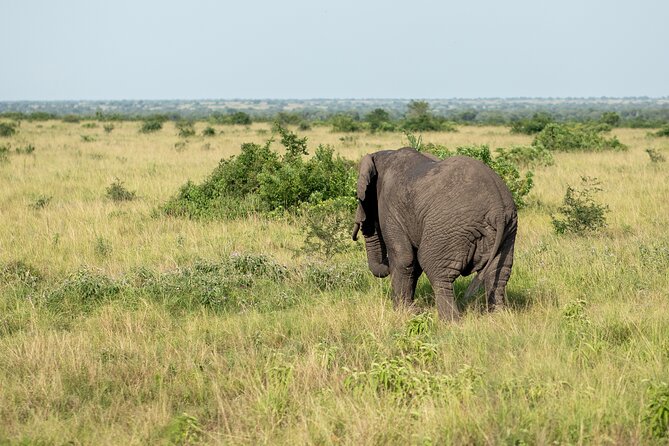 7 Days Gorilla and Chimpanzee safari in Uganda - Day 3: Queen Elizabeth’s Wildlife and the Road to Kibale
