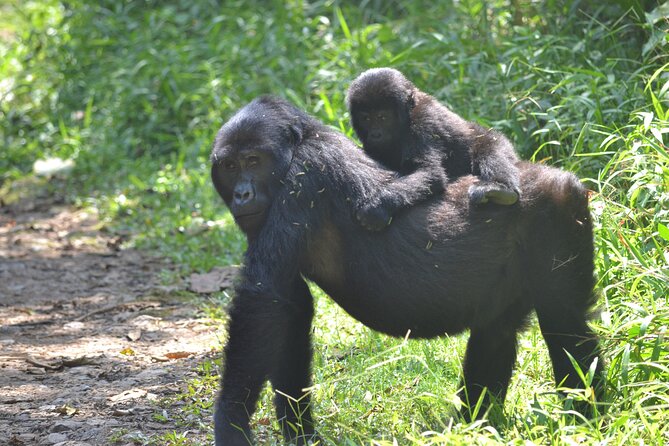 7 Days Gorilla and Chimpanzee safari in Uganda - Day 5: The Long Road to Murchison Falls