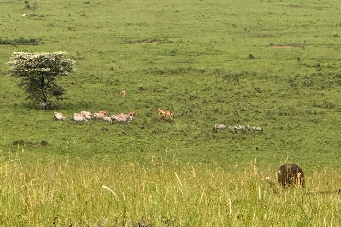 7 Days Gorilla and Chimpanzee safari in Uganda - Day 6: Nyamsika Plateau, the Nile, and Murchison Falls