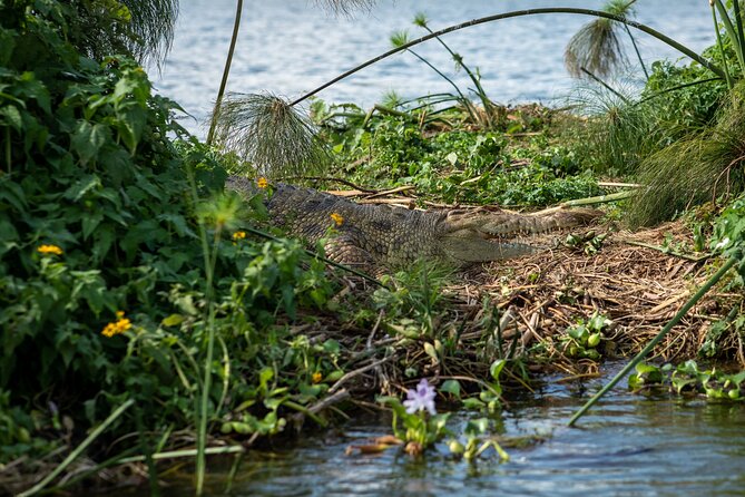 7 Days Gorilla and Chimpanzee safari in Uganda - Day 7: Rhino Tracking at Ziwa and Return to Kampala
