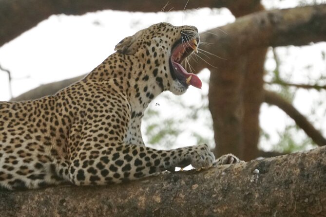 7 Days murchison falls with chimp and gorilla safari - Five Details That Shape This Uganda Safari