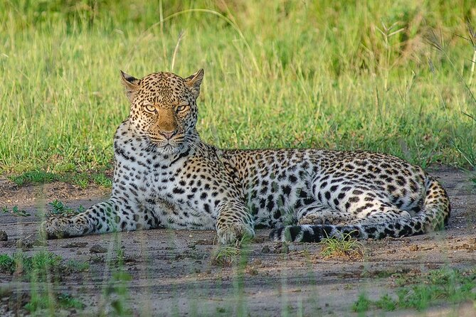 7 Days murchison falls with chimp and gorilla safari - Why This Route Works So Well