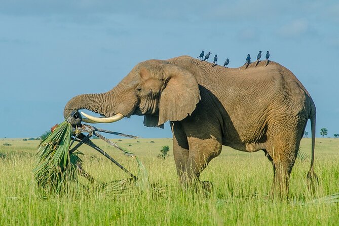 7 Days murchison falls with chimp and gorilla safari - Day 3: From Savannah to Kibale Forest