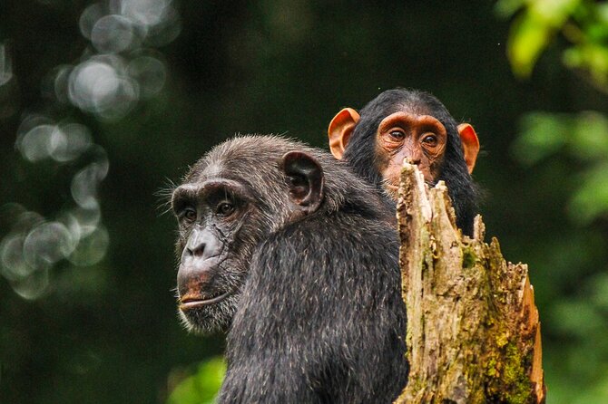 7 Days murchison falls with chimp and gorilla safari - Day 4: Chimpanzees in Kibale and the Road to Queen Elizabeth