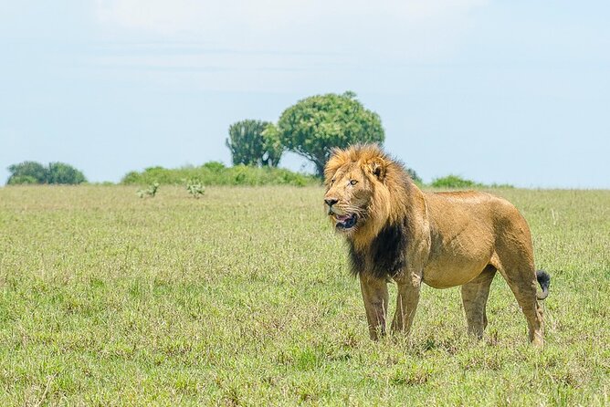 7 Days murchison falls with chimp and gorilla safari - Day 5: Ishasha Wildlife and Bwindi’s Forest Edge