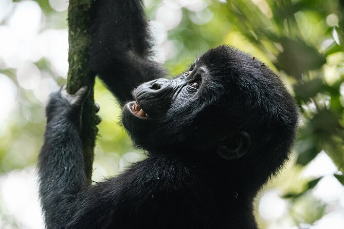 7 Days murchison falls with chimp and gorilla safari - Day 6: The Gorilla Trek in Bwindi