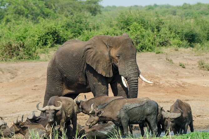 7 Days murchison falls with chimp and gorilla safari - Day 7: Lake Bunyonyi to Entebbe