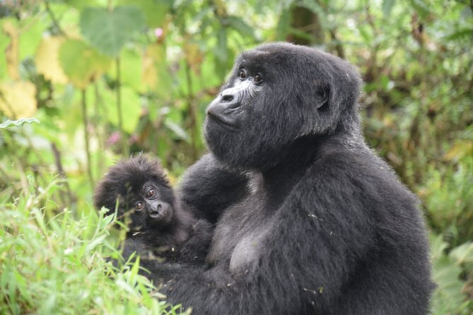 7 Days murchison falls with chimp and gorilla safari - Day 1: Rhinos Before the Long Drive North