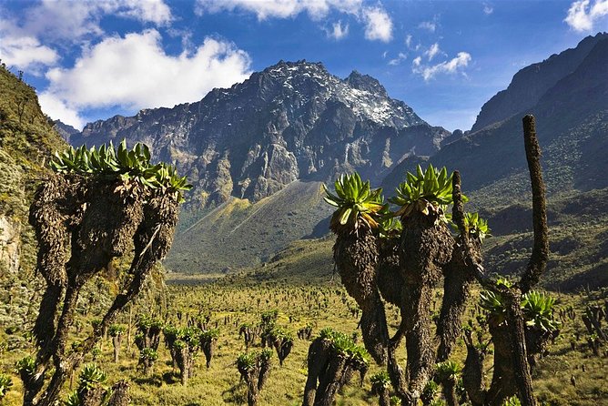 7 Days Rwenzori Summit (Margherita Peak) Hike - Day 1: Nyakalengija to Nyabitaba Hut