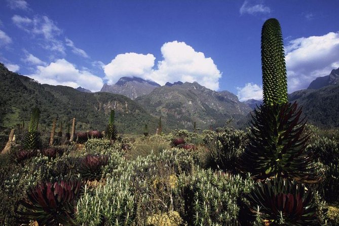 7 Days Rwenzori Summit (Margherita Peak) Hike - Day 4: Bujuku Hut to Elena Hut
