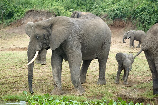7 Days Safari and Rhino Trekking - Kibale Forest and five hours with chimpanzees