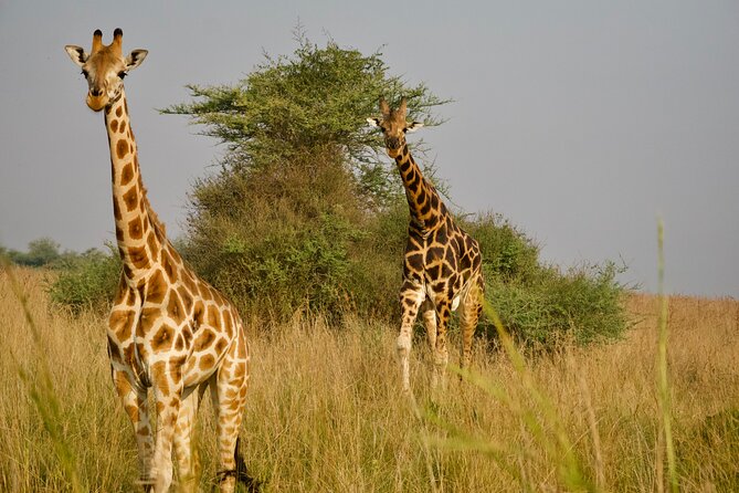 7 Days Safari and Rhino Trekking - Traveling north to Murchison Falls