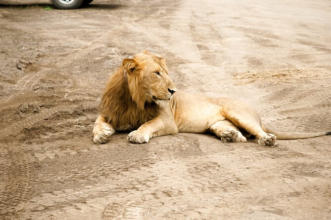 7 Days Safari and Rhino Trekking - Murchison Falls game drive and Nile boat trip