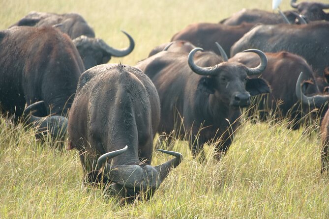 7 Days Safari and Rhino Trekking - The Kazinga Canal boat ride