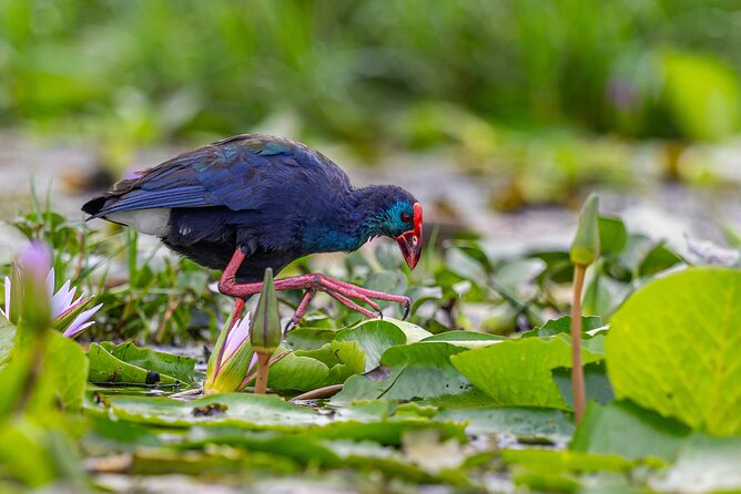 7 Days Uganda Birding and Wildlife - Day 3: The road to Bwindi