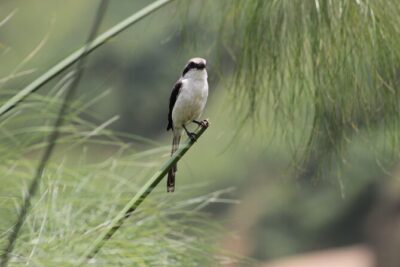 7 Days Uganda Birding and Wildlife