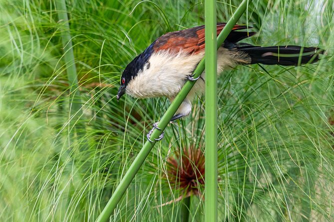 7 Days Uganda Birding and Wildlife - Day 4: Bwindi’s Albertine Rift specialties