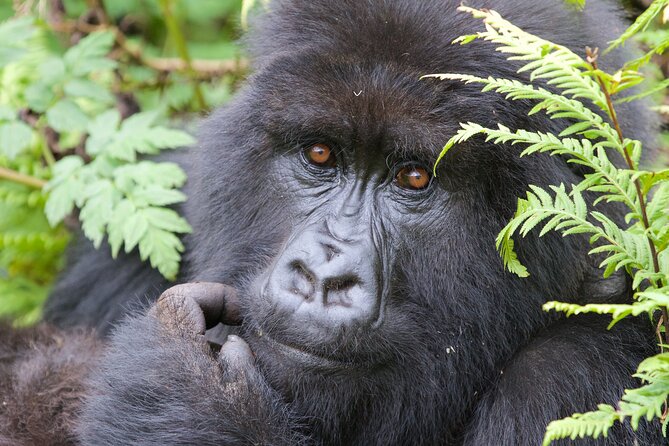 7 Days Uganda Birding and Wildlife - Day 5: From Bwindi through Kanungu to Ishasha