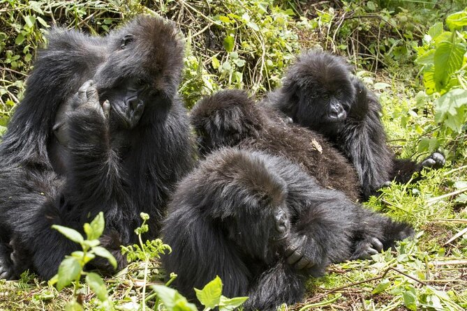 8-Day Classic Uganda Primates & Wildlife Tour - Four things to know before you book
