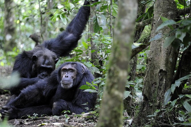 8-Day Classic Uganda Primates & Wildlife Tour - Day 1: Entebbe arrival and the optional shoebill trip