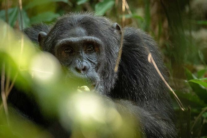 8-Day Classic Uganda Primates & Wildlife Tour - Day 3: Sunrise animals and the road to Bwindi