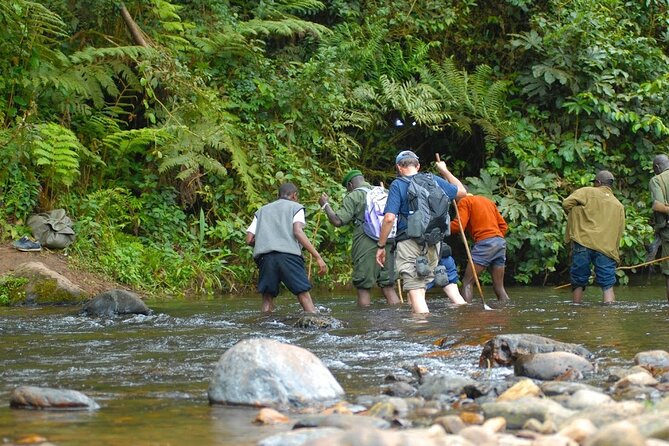 8-Day Classic Uganda Primates & Wildlife Tour - Day 4: The gorilla trek in Bwindi Impenetrable Forest