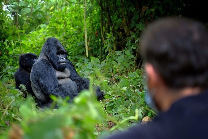8-Day Classic Uganda Primates & Wildlife Tour - Day 5: Walking across Bwindi to Ishasha