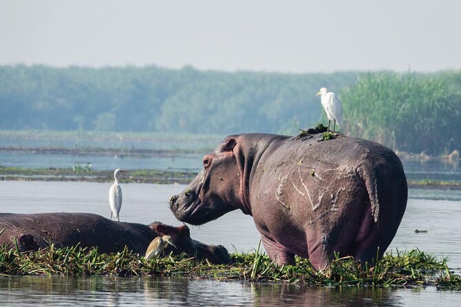 8-Day Murchison Falls, Chimp and Epic Gorilla Trekking - Day 1: Ziwa rhinos and the road to Murchison Falls