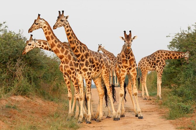 8-Day Murchison Falls, Chimp and Epic Gorilla Trekking - Day 3: The Nile Delta and the transfer toward Kibale