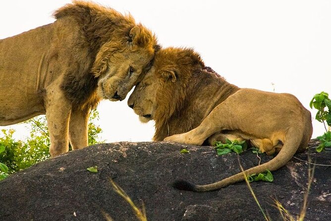8-Day Murchison Falls, Chimp and Epic Gorilla Trekking - Day 4: Chimpanzee trekking in Kibale National Park