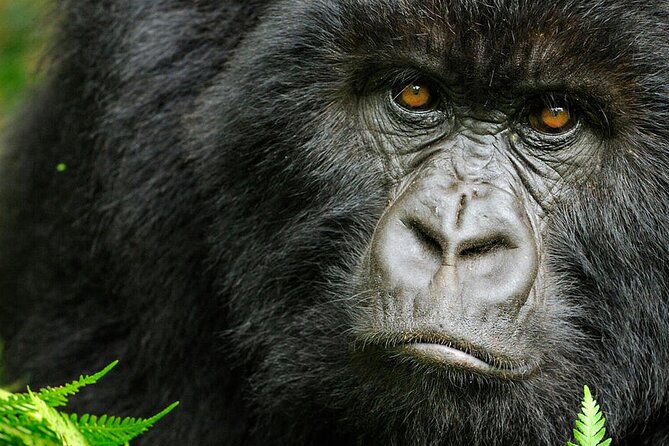 8-Day Murchison Falls, Chimp and Epic Gorilla Trekking - Day 2: Murchison game drive and the Nile boat cruise