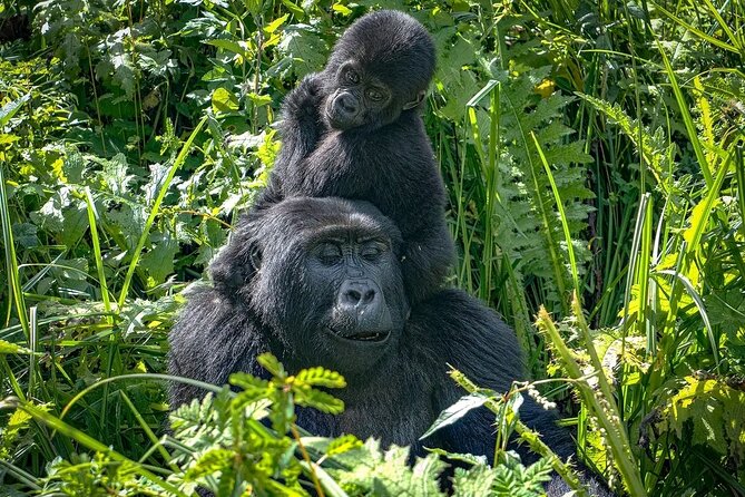 8-Day Private Uganda Big 5 Luxury Safari with Gorillas and Chimps - What this Uganda safari is really designed to do