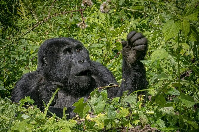 8-Day Private Uganda Big 5 Luxury Safari with Gorillas and Chimps - Day 5: Queen Elizabeth game drives and the Kazinga Channel