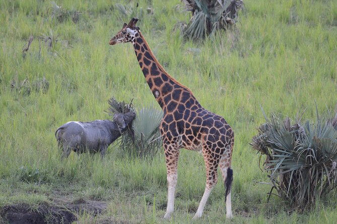 8-Day Private Uganda Big 5 Luxury Safari with Gorillas and Chimps - Day 6: Ishasha and the search for tree-climbing lions