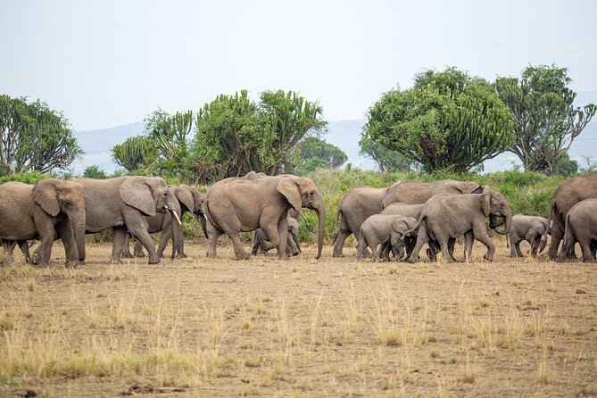 8-Day Private Uganda Big 5 Luxury Safari with Gorillas and Chimps - Day 2: Game drives and a Nile boat safari