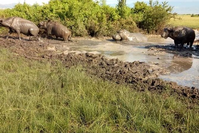 8 Days Gorillas, Primates & Wildlife Safari Uganda Safari - Why this Uganda route works so well
