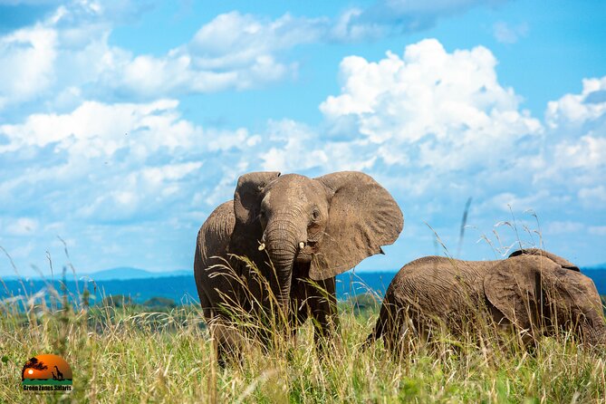 8 Days Gorillas, Primates & Wildlife Safari Uganda Safari - Day 6: The gorilla trek in Bwindi