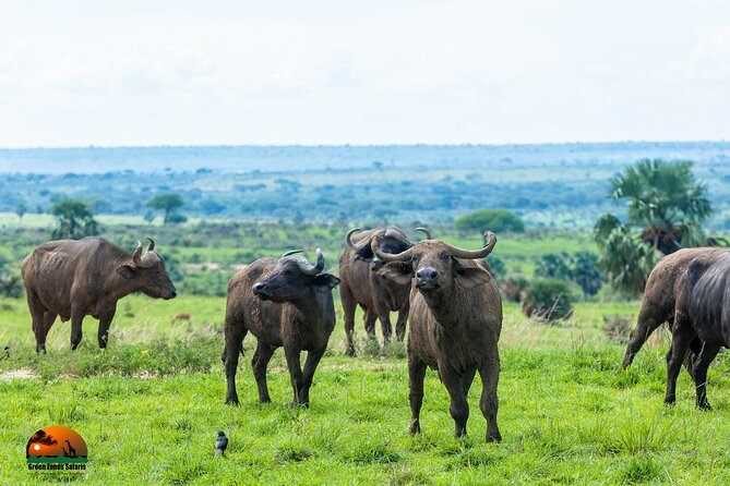 8 Days Gorillas, Primates & Wildlife Safari Uganda Safari - Day 7: From Bwindi to Lake Mburo