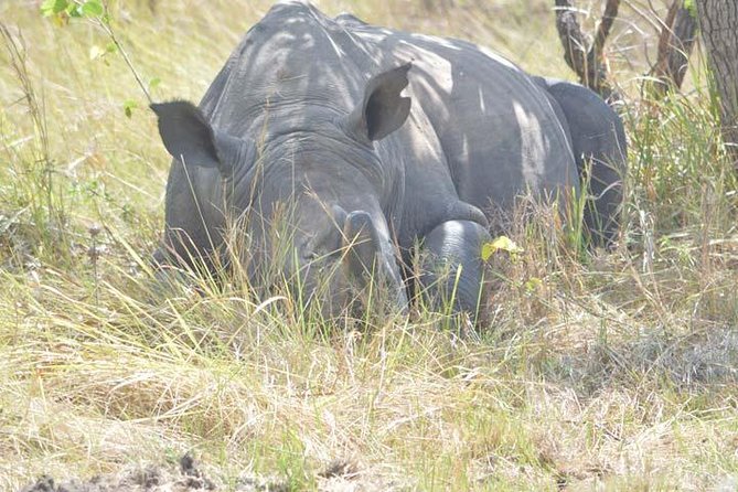 8 days Murchison Falls, Chimpanzee & Gorilla Trekking Safari - Key points to know before booking