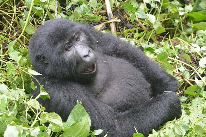 8 days Murchison Falls, Chimpanzee & Gorilla Trekking Safari - Day 2: Lions, elephants, and the Nile at Murchison Falls